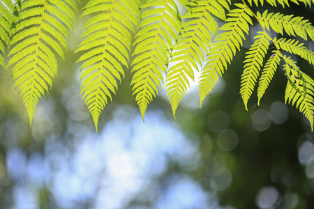 Green leaves texture over blur nature bokehの写真素材