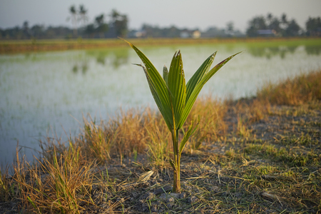 Coconut tree seed with paddy field and blue skyの写真素材