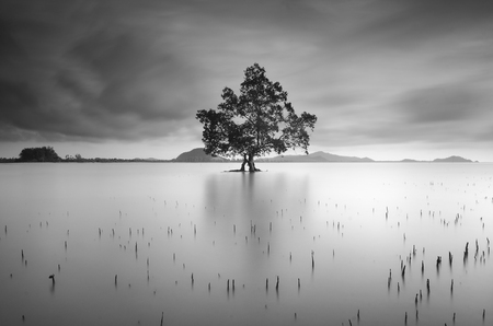 lonely tree in the turquoise waterの写真素材