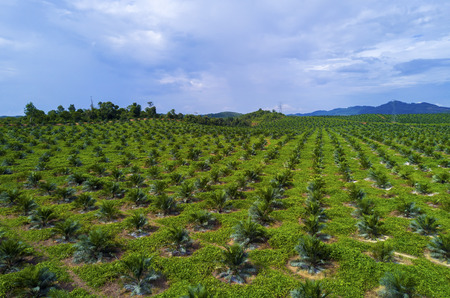 Arial view of oil palm plantation on east Asia.の写真素材