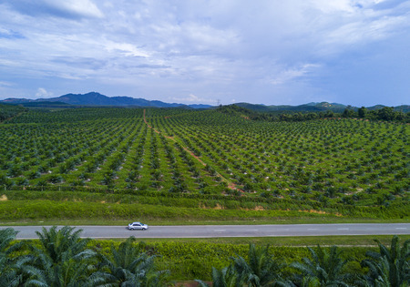 Arial view of oil palm plantation on east Asia.の写真素材