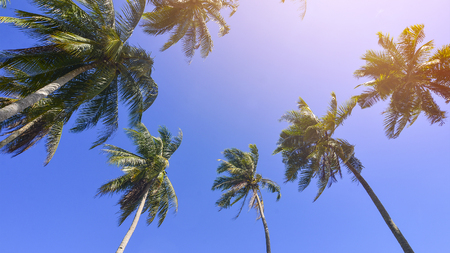 Coconut or palm tree with clouds and blue sky and copyspace areaの写真素材