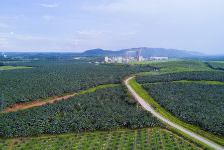 Arial view of oil palm plantation on east Asia.の写真素材