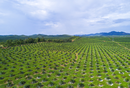 Arial view of oil palm plantation on east Asia.の写真素材