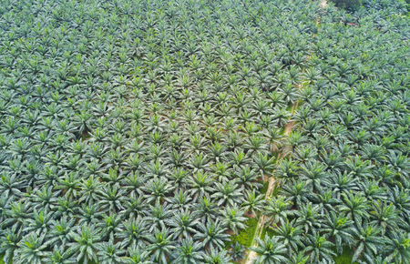 Arial view of oil palm plantation on east Asia.の写真素材