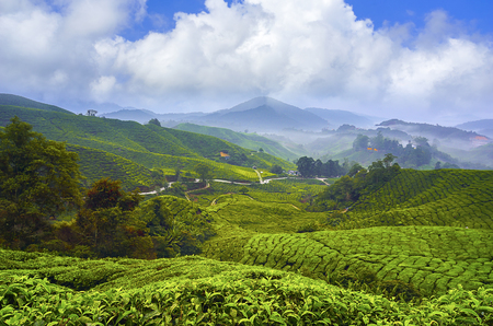 Beautiful sunrise view at Tea Plantation, Cameron Highlandの写真素材