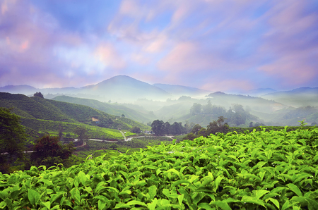 Beautiful sunrise view at Tea Plantation, Cameron Highlandの写真素材