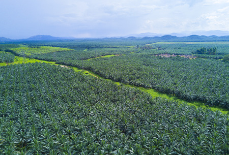 Arial view of oil palm plantation on east Asia.の写真素材