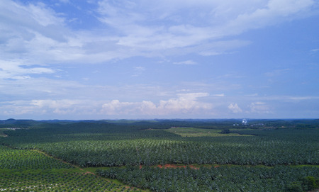 Arial view of oil palm plantation on east Asia.の写真素材
