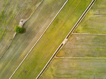 Arial view of paddy field during sunsetの写真素材