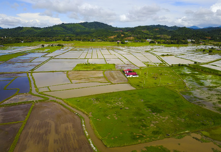 Arial view of beatiful green paddy field with blue sky at Langkawi Islandの写真素材