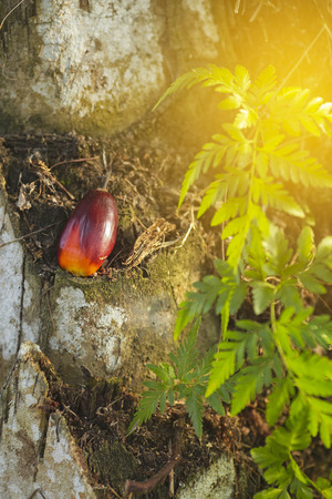 Oil palm fruits in plantation is important agriculture economy in tropics Asiaの写真素材