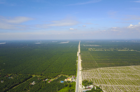 Aerial view of palm plantation with dramatic blue sky at backgroundの写真素材
