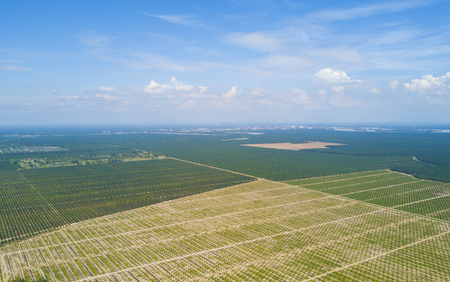 Aerial view of palm plantation with dramatic blue sky at backgroundの写真素材
