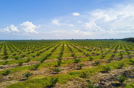 Arial view of palm plantation with dramatic blue sky at backgroundの写真素材