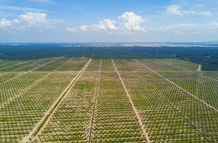 Arial view of palm plantation with dramatic blue sky at backgroundの写真素材