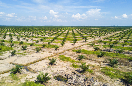 Arial view of palm plantation with dramatic blue sky at backgroundの写真素材
