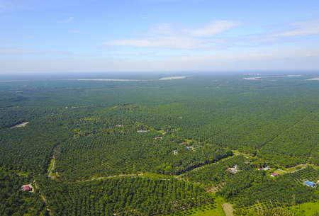 Arial view of palm plantation with dramatic blue sky at backgroundの写真素材