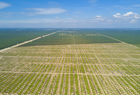 Aerial view of palm plantation with dramatic blue sky at backgroundの写真素材
