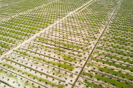 Arial view of palm plantation with dramatic blue sky at backgroundの写真素材