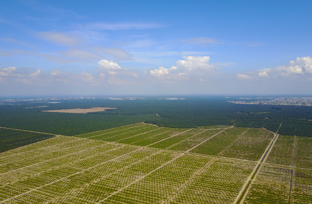 Arial view of palm plantation with dramatic blue sky at backgroundの写真素材