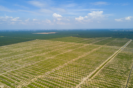 Arial view of palm plantation with dramatic blue sky at backgroundの写真素材