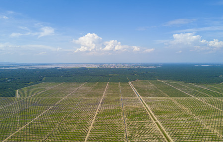Arial view of palm plantation with dramatic blue sky at backgroundの写真素材