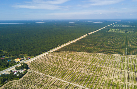 Aerial view of palm plantation with dramatic blue sky at backgroundの写真素材