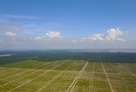 Aerial view of palm plantation with dramatic blue sky at backgroundの写真素材