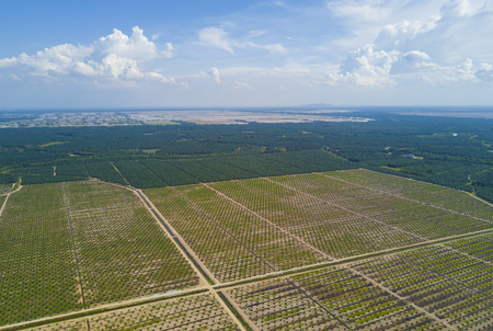 Aerial view of palm plantation with dramatic blue sky at backgroundの写真素材