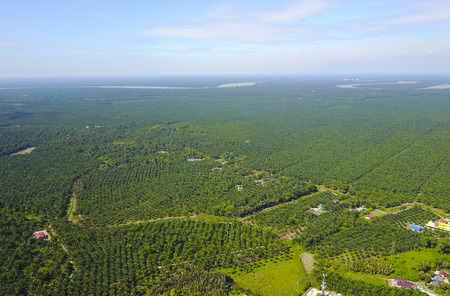 Arial view of palm plantation with dramatic blue sky at backgroundの写真素材