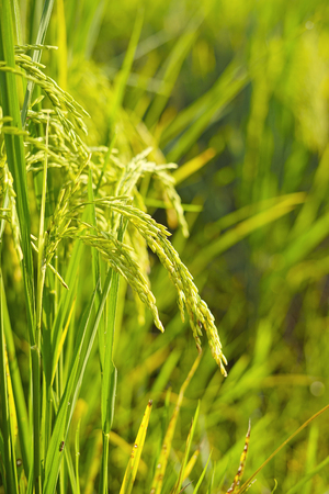 Close up of Paddy rice field green grassの写真素材