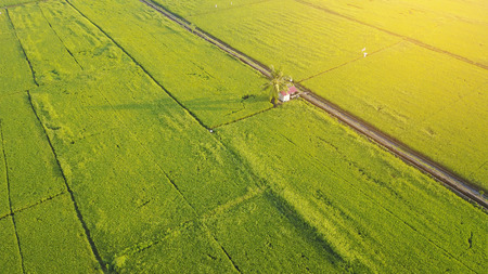 Arial view of paddy fieldの写真素材