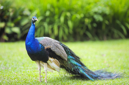 Beautiful peacock on green background, shallow DOFの写真素材