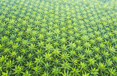 Arial view of palm plantation at east asiaの写真素材