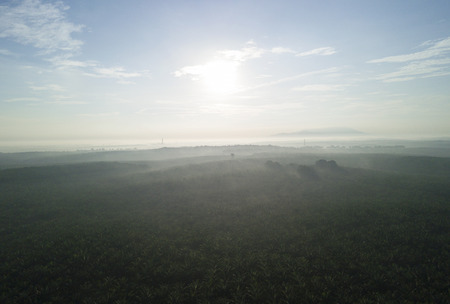 Arial view of palm plantation at east asia.の写真素材