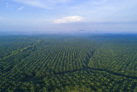 Arial view of palm plantation at east asiaの写真素材
