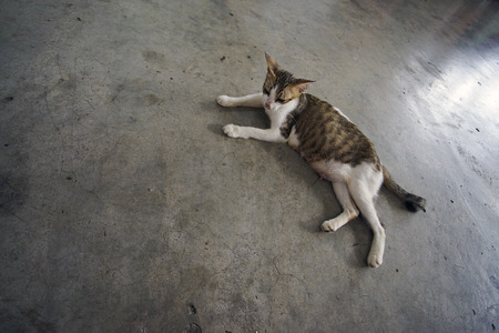 Portrait shot of sleepy yellow stray cat lying down on wide cement floor in the parkの写真素材
