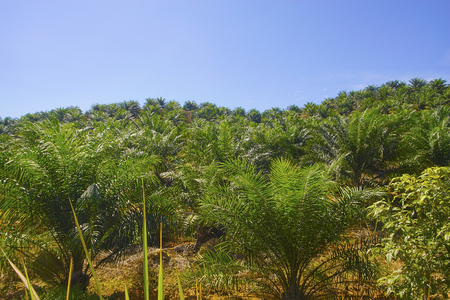 View of Palm Plantation with deep blue skyの写真素材