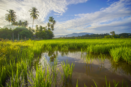 Morning sunlight in a green paddy field .の写真素材