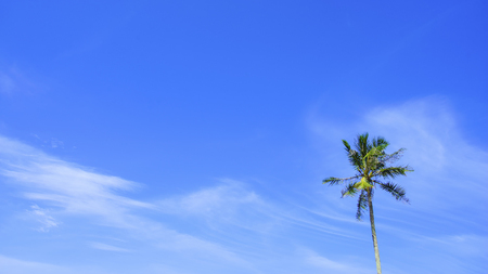 Coconut tree over blue skyの写真素材