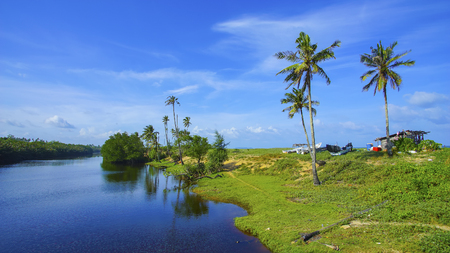 Coconut tree over blue skyの写真素材