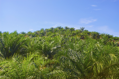 View of Palm Plantation with deep blue skyの写真素材