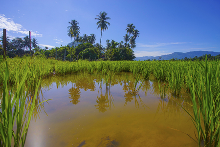 Morning sunlight in a green paddy field .の写真素材