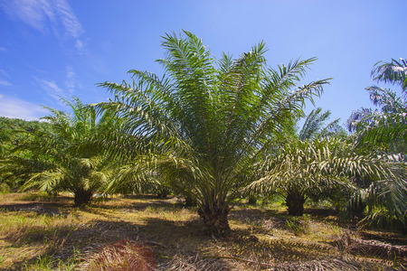 View of Palm Plantation with deep blue skyの写真素材