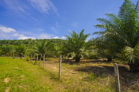 View of Palm Plantation with deep blue skyの写真素材