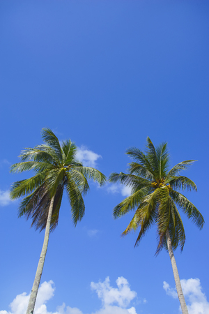 Twin coconut tree over blue skyの写真素材