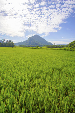 Morning sunlight in a green paddy field .の写真素材