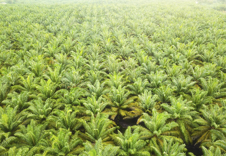 Aerial view of palm oil plantation in Asia.の写真素材