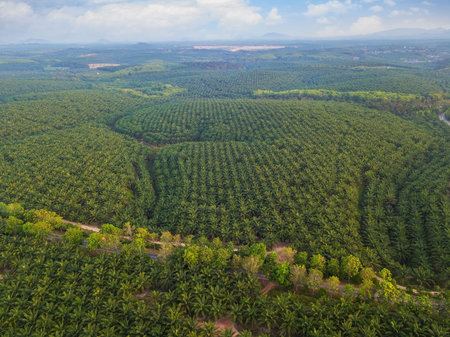 Aerial view of oil palm tree plantation field, Agricultural industryの写真素材